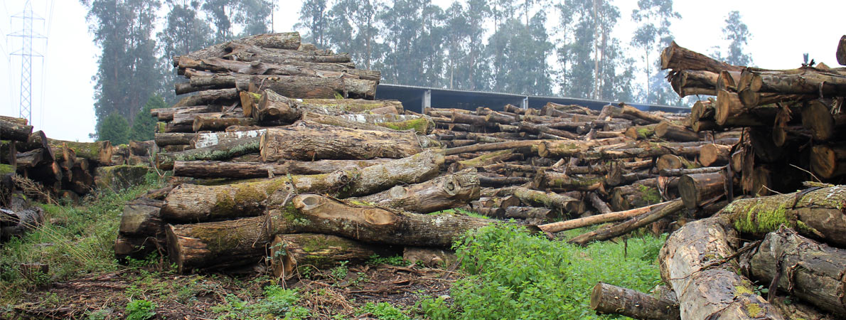 Aserradero  de Maderas en Galicia