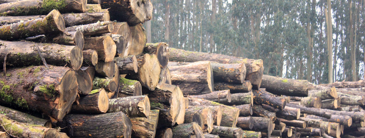 Fbrica de Maderas  en Galicia